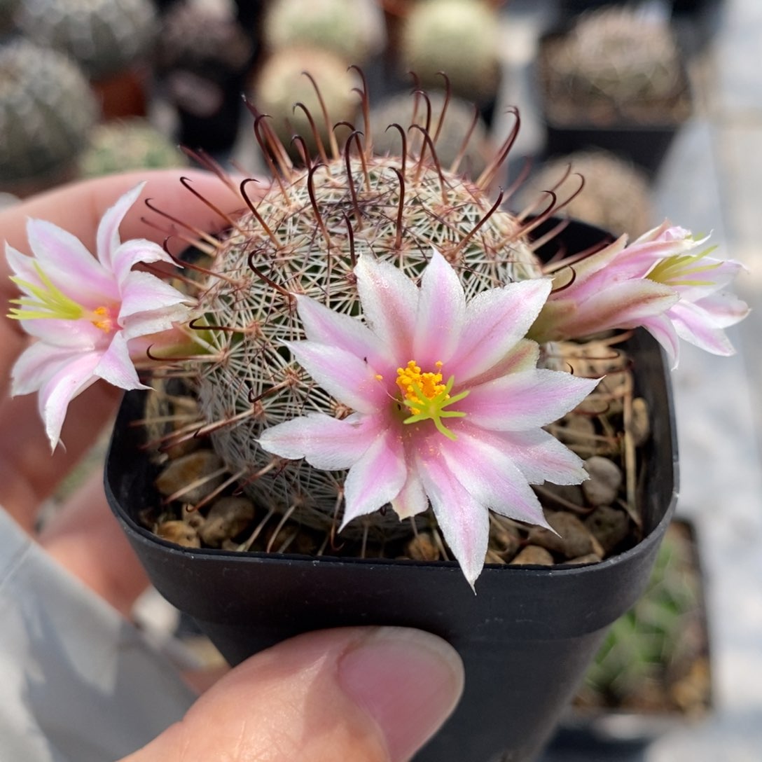 【闪购商品】6丰明殿