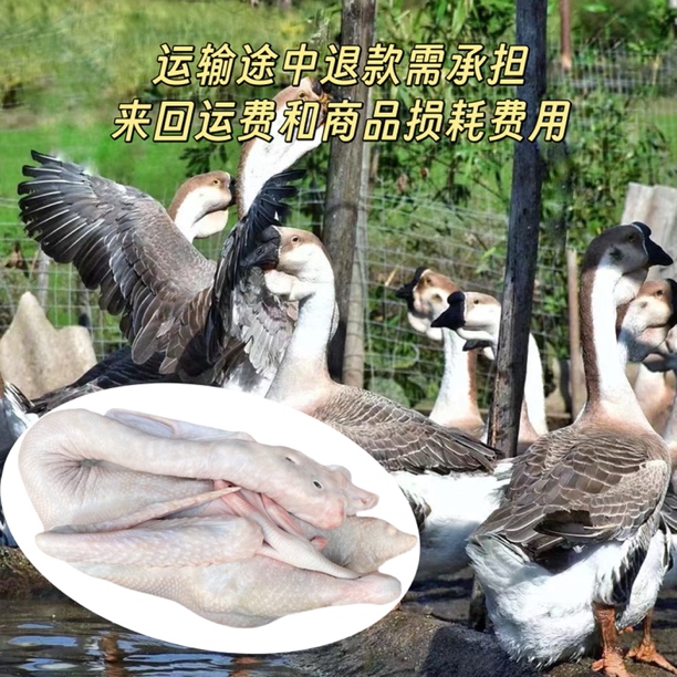 【辉煌养殖】出壳正宗特大狮头鹅 肉质鲜美农场散养口感紧致