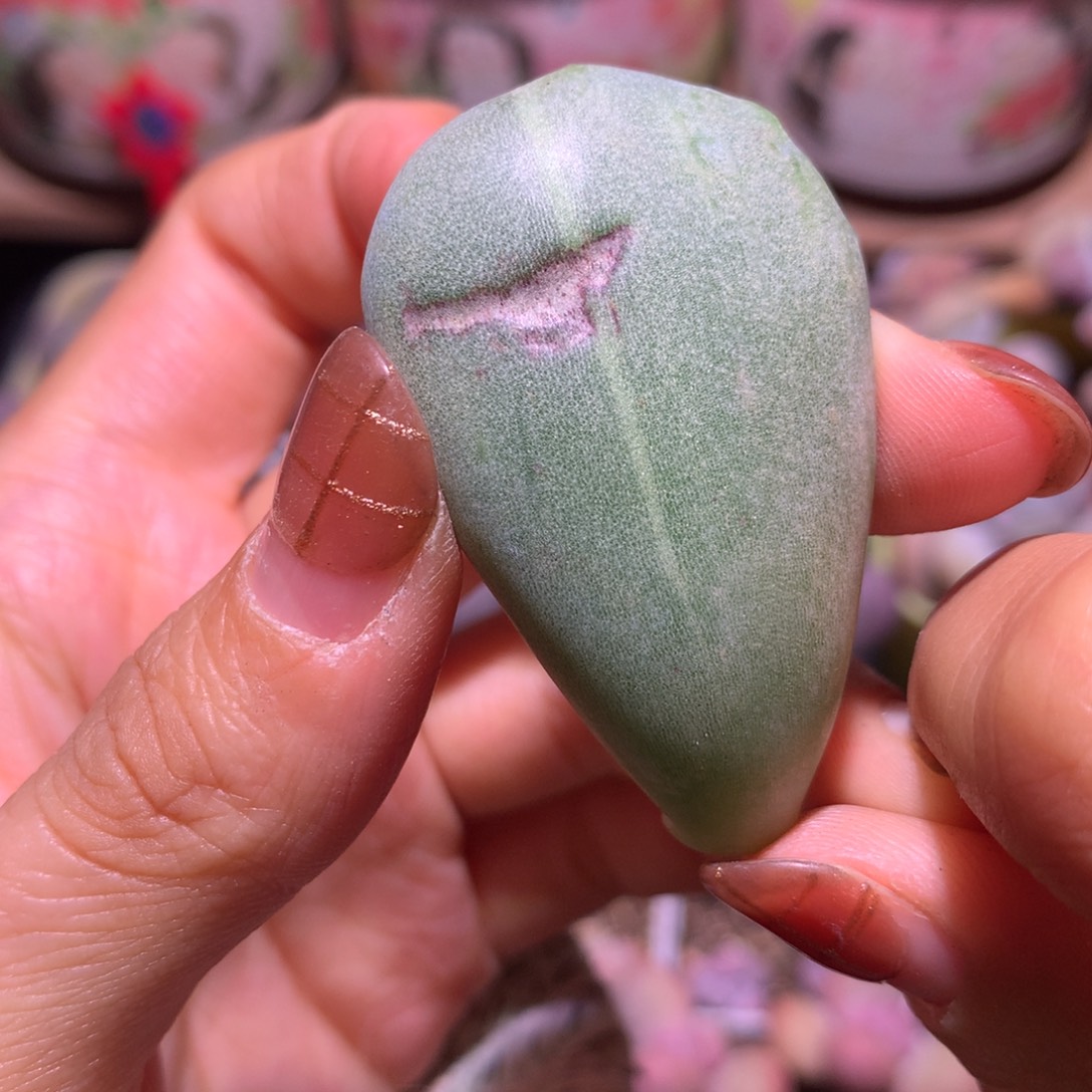 油煎 不凑满28元发一片叶 不售后 到付