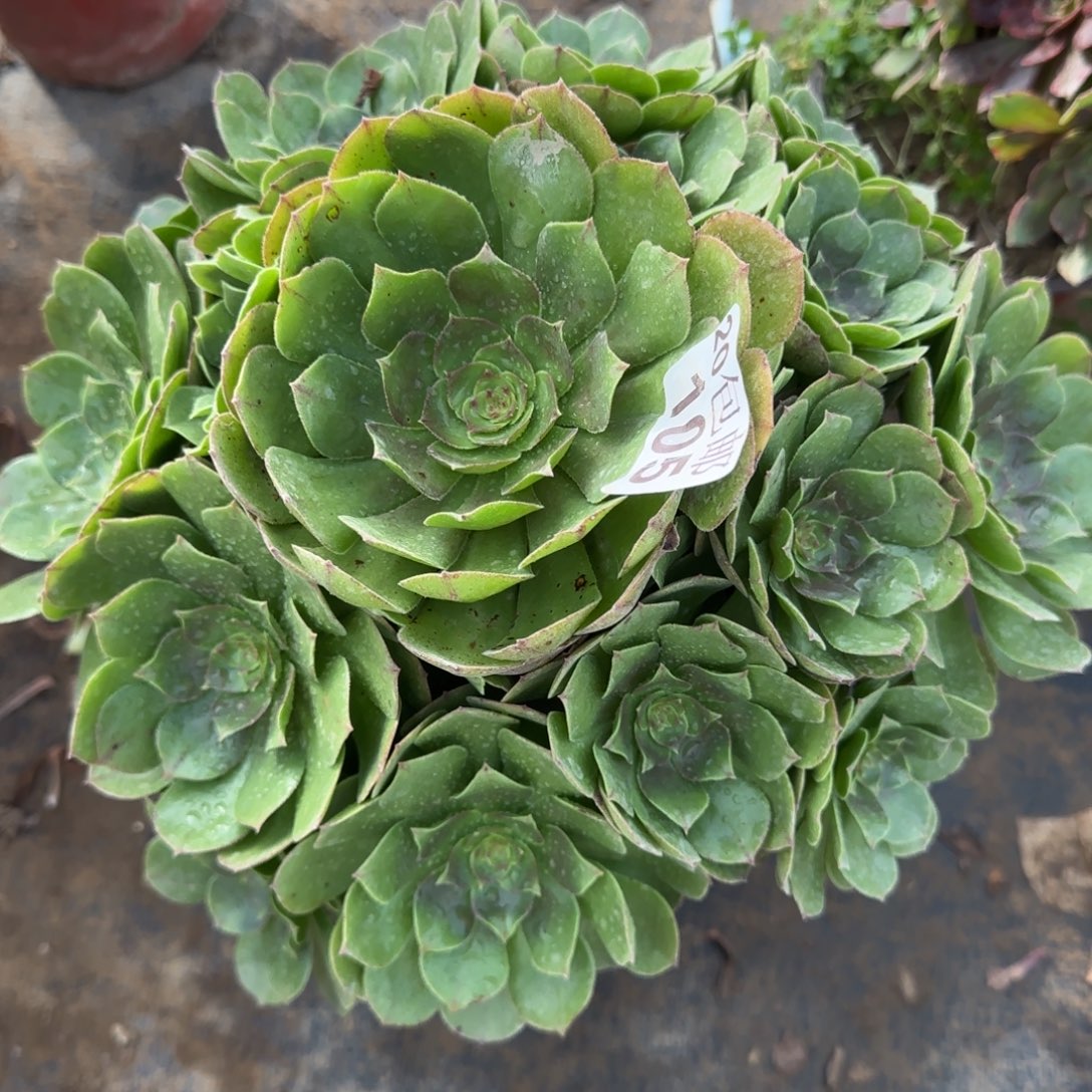 沙拉万105满20包邮断枝不包