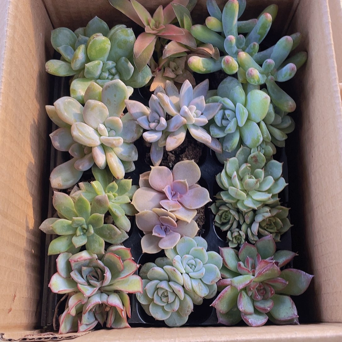 双头12颗-1号约3-5厘米