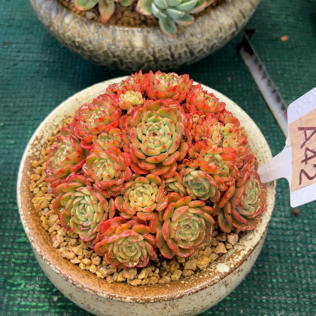 无花朵韩国惊喜宝贝，，，，，，，，，，，