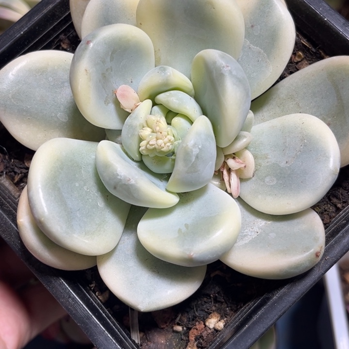 望舒锦一物一拍多肉