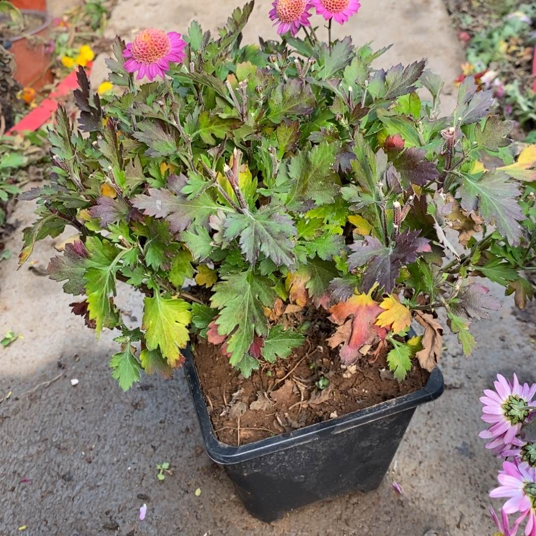 心***-无花朵盆景盆景50