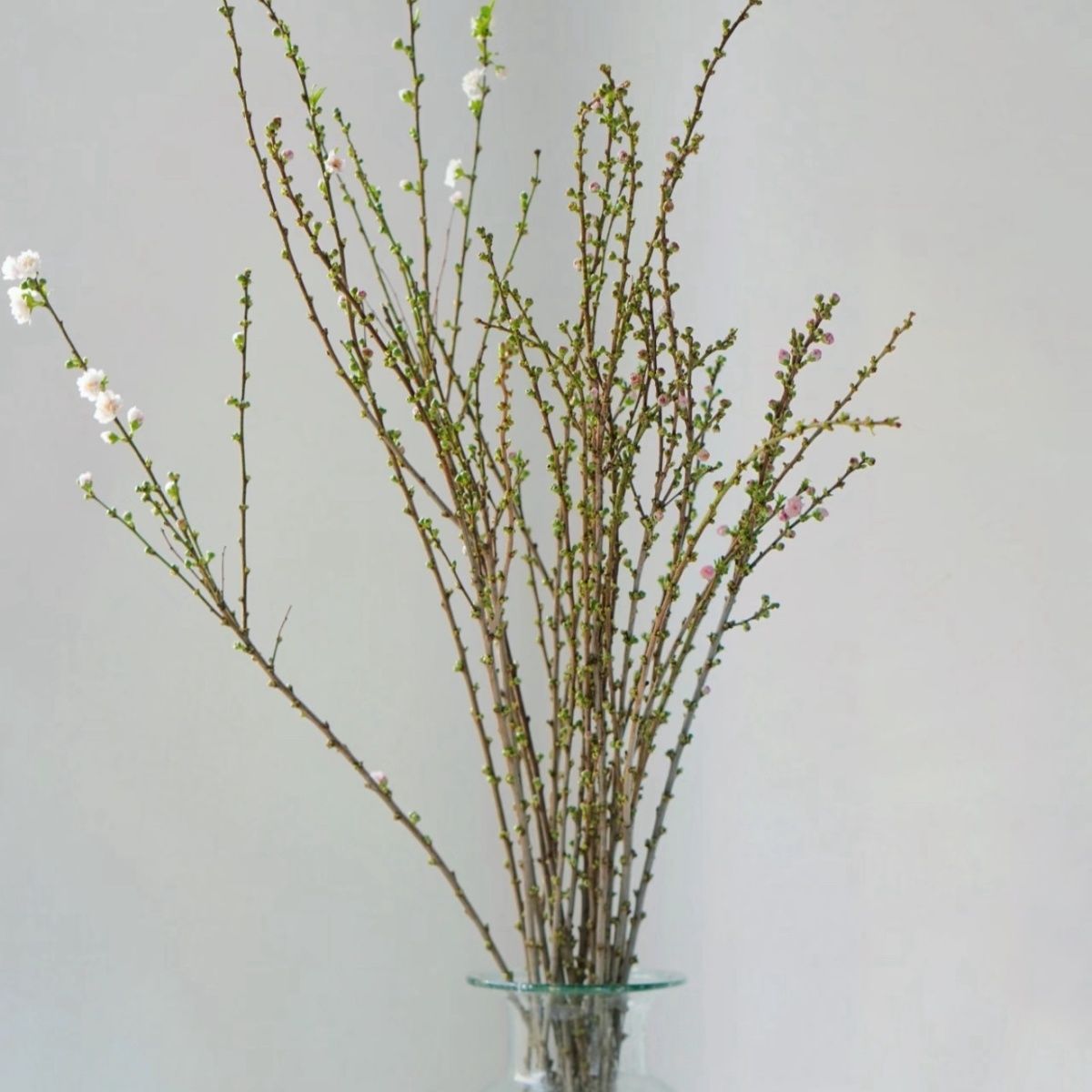 珍珠李鲜枝水培耐寒开花室内绿植花卉