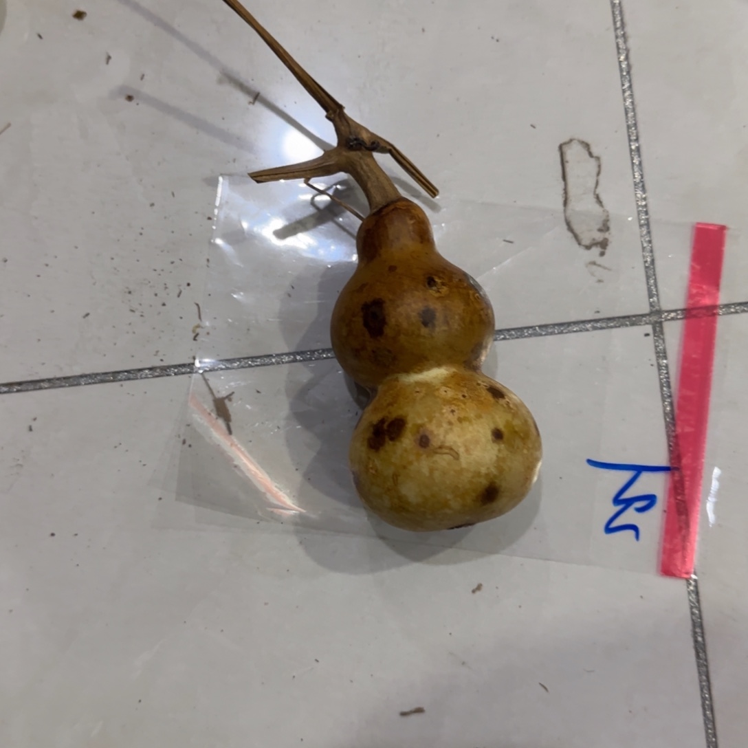 苡****葫芦赶紧喝CVG好好VVV不拿