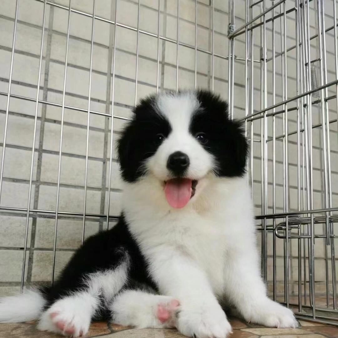 咦边牧幼犬活物大骨架陪伴犬高智商宠物狗幼崽网红纯白白色可爱型
