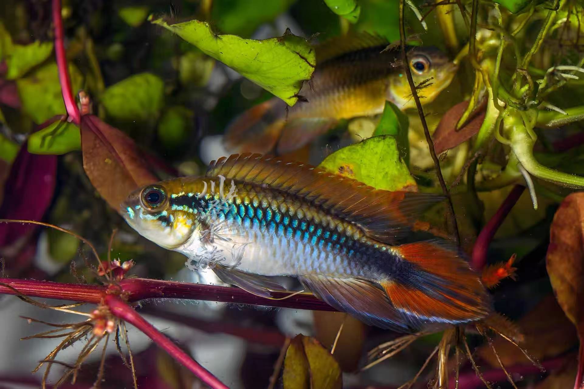 蓝体超红阿卡西短鲷南美热带鲷鱼小型短雕观赏鱼可联系客服挑鱼