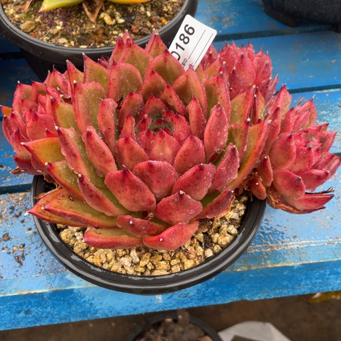 无花朵若如东云组拍D186