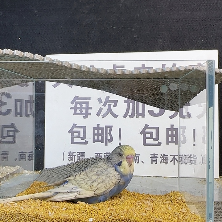虎皮鹦鹉大头鹦鹉