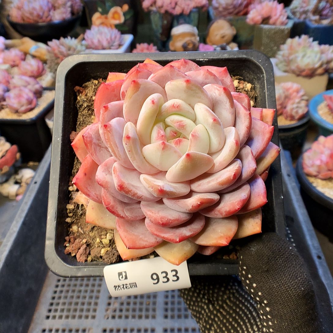 933玫瑰梦露多肉植物