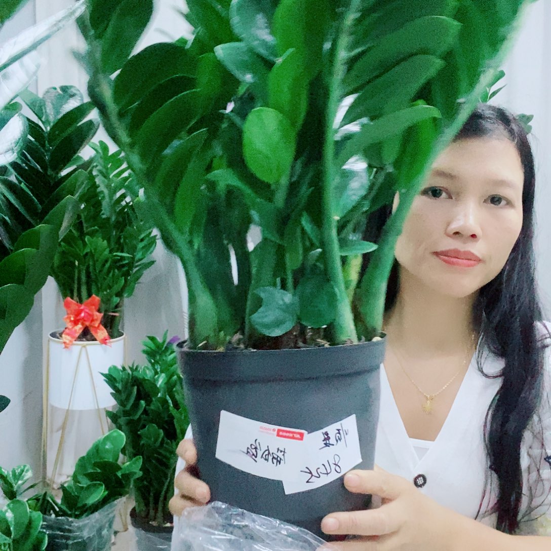 顺***然不开花植物21规格带白盆1盆