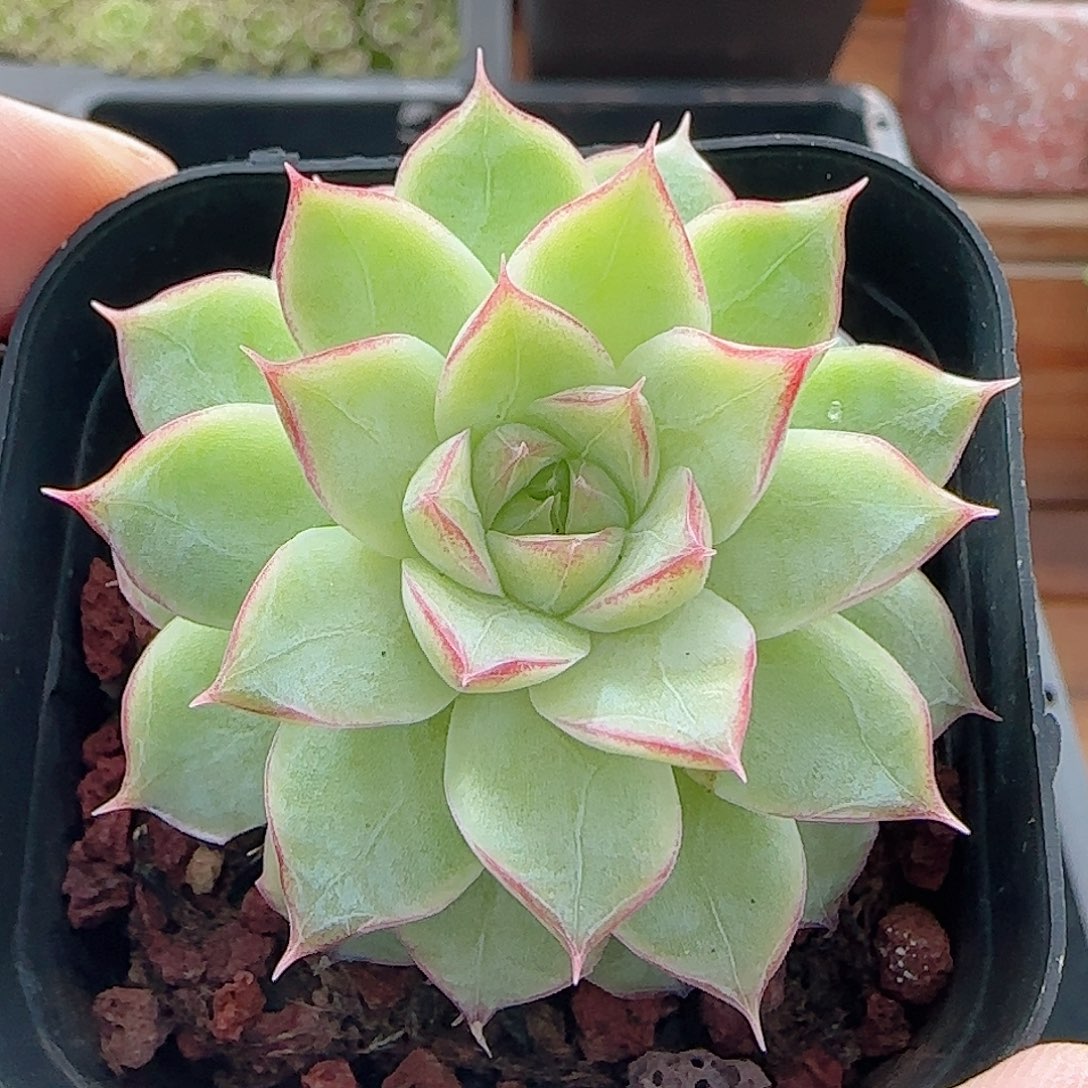 多肉0907-49女王玫瑰