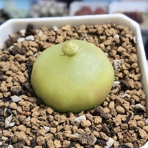 多肉肉锥 3.5Cm 灯泡
