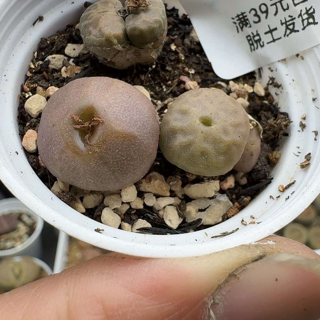 953多肉哈哈哈哈哈哈哈