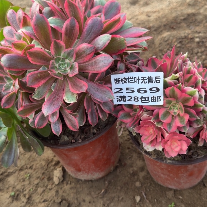 2569二号棚两个组合C