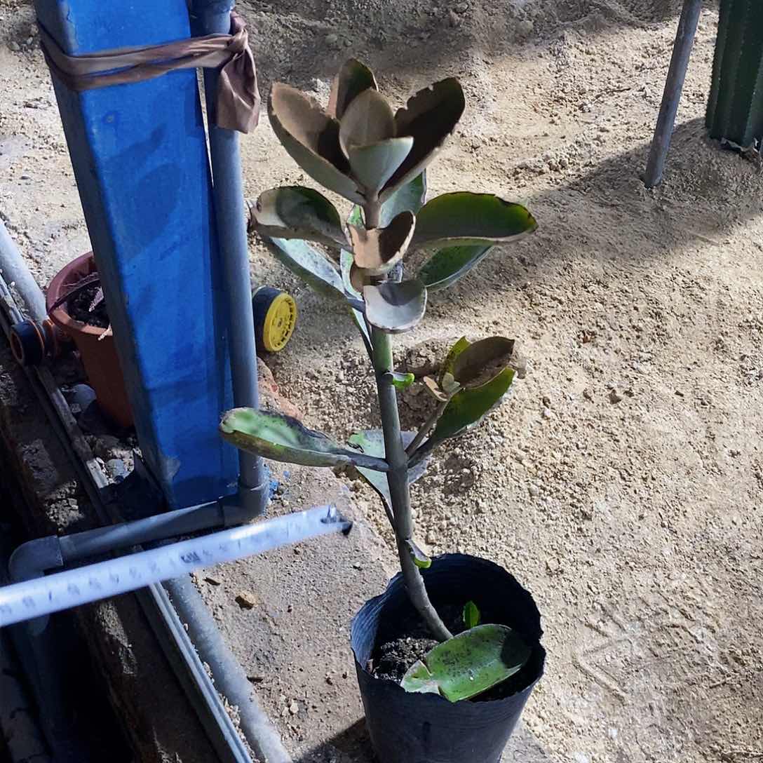 褐仙人高度40厘米以上带盆发货量拍