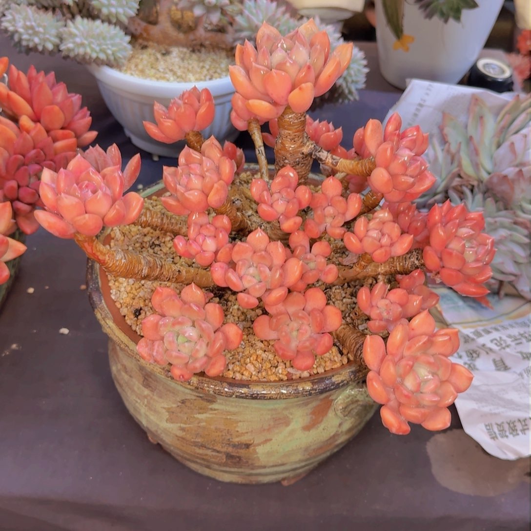 ?*然多肉植物的生长发育和