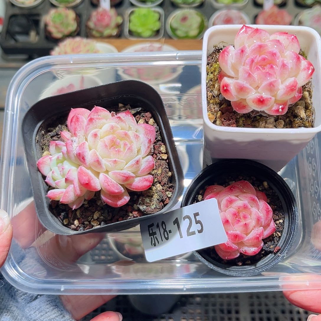 木乐18-125框拍3颗