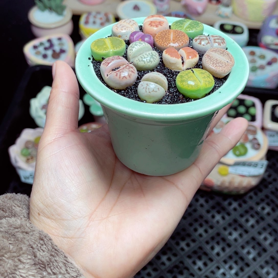 w5684 -零下地区拍保温箱-15支持寄养