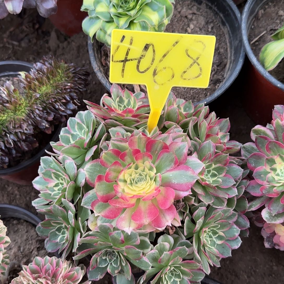 4068--海王多肉植物
