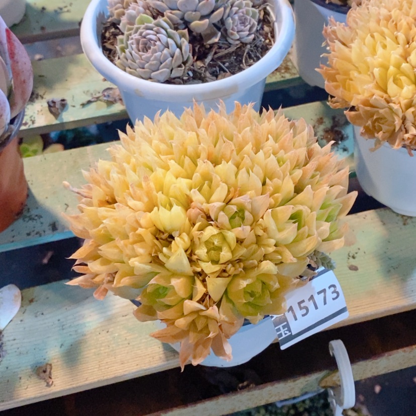 【闪购商品】黄金玉露15173