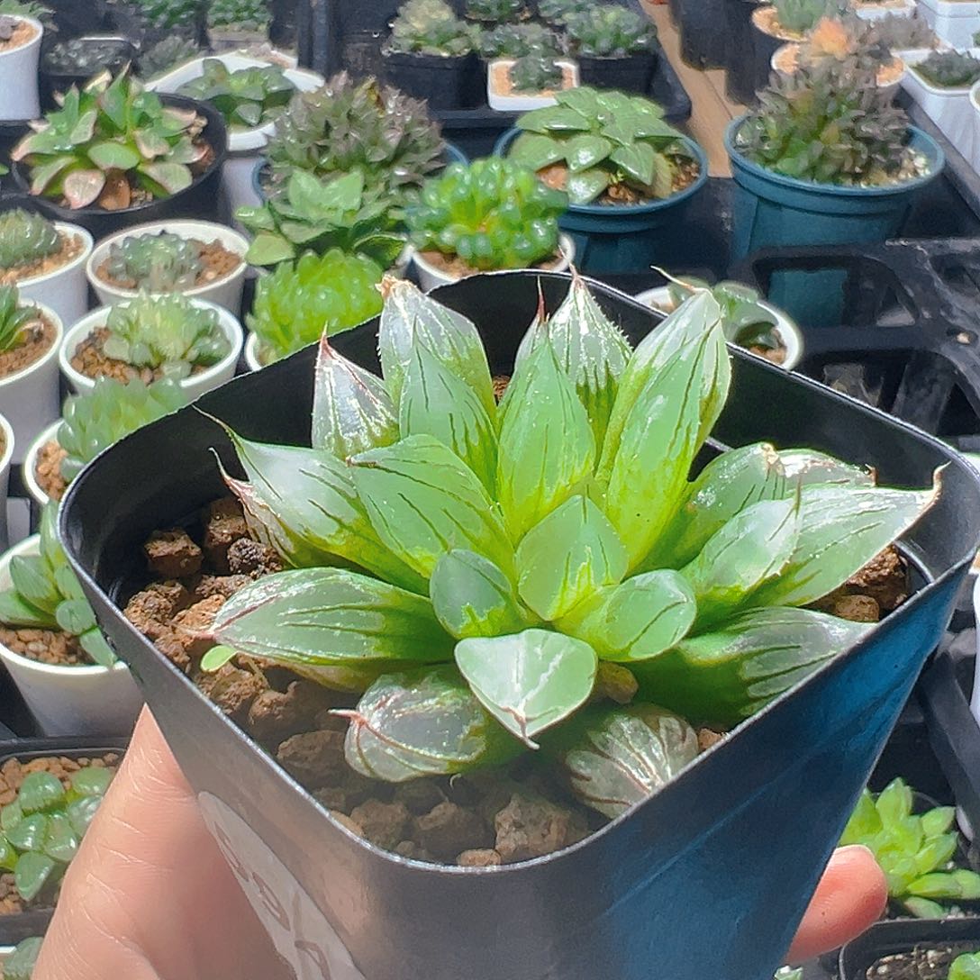 冰钻寿玉露多肉植物一颗