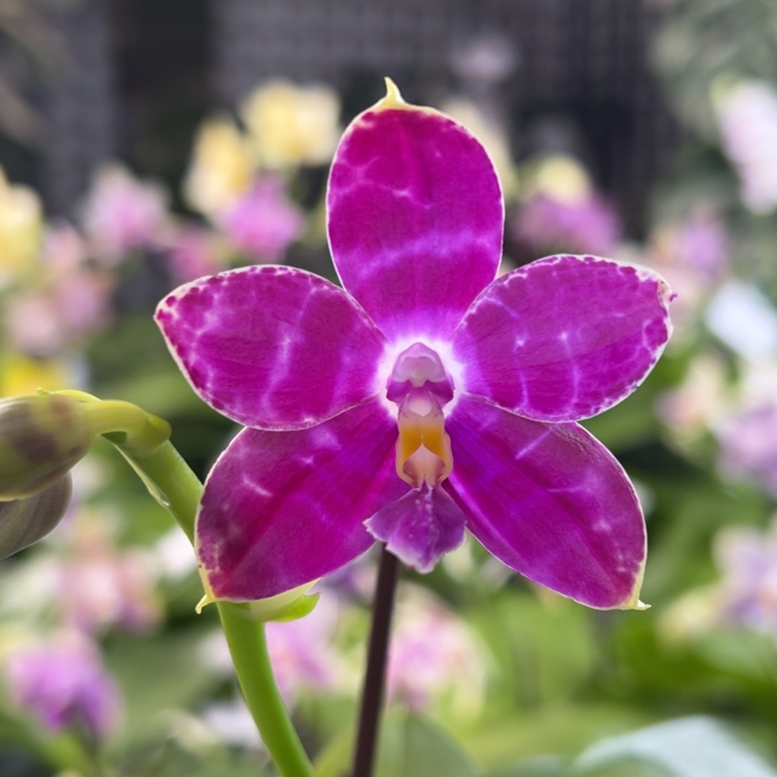 完全开放8号，68米