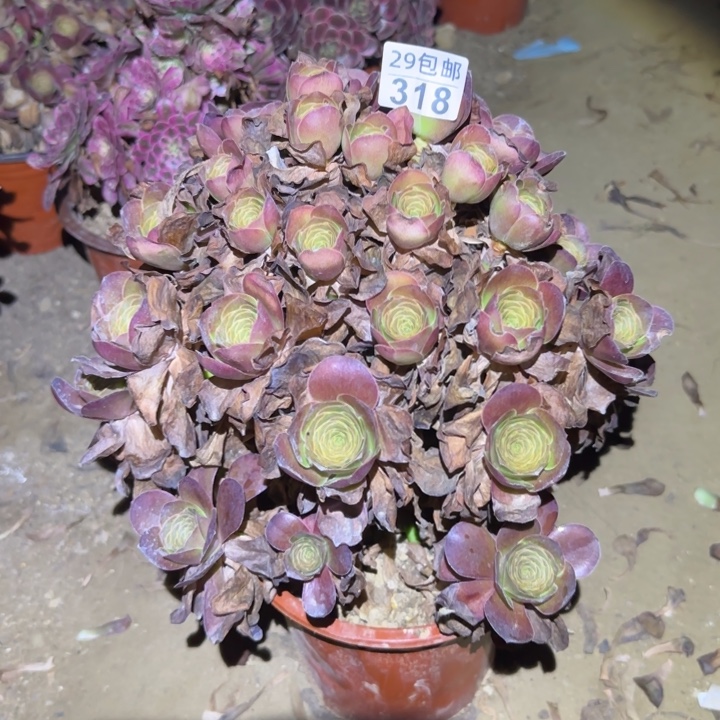 魅金玫瑰……不包断枝……多肉植物