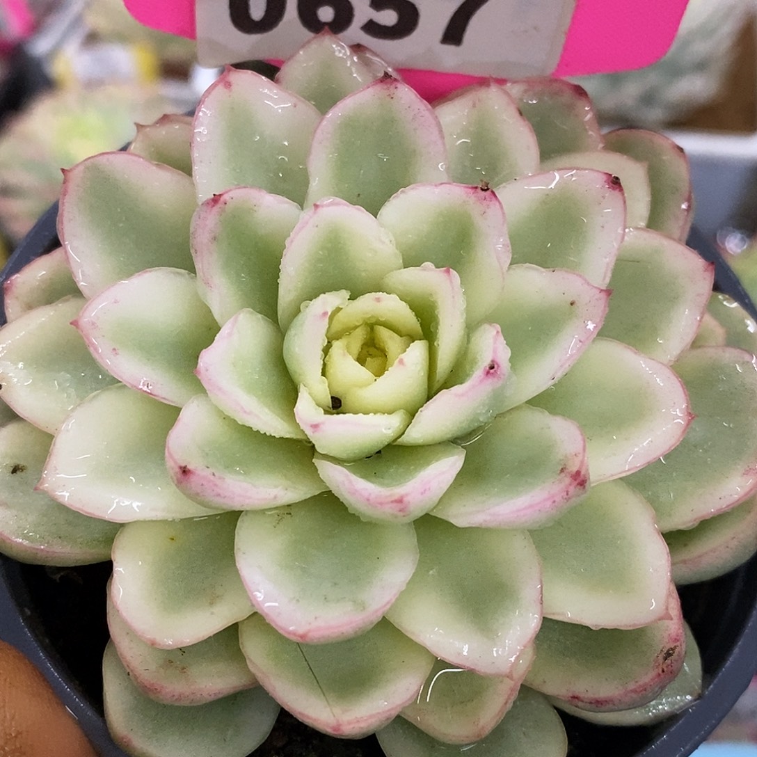 657黄玫瑰哈哈哈哈