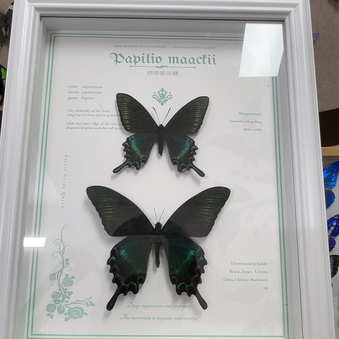 有机玻璃蝴蝶标本