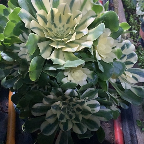 秋**舞8764辛尼亚多肉植物