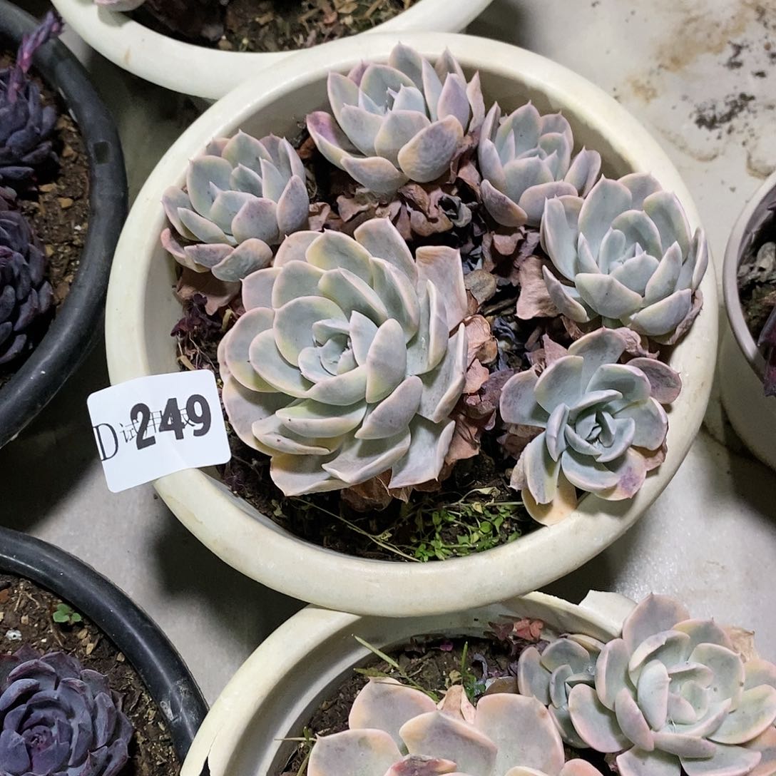 沿**景249鲁士锦多肉植物