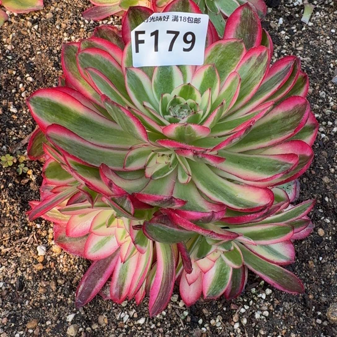 179荔枝多肉植物