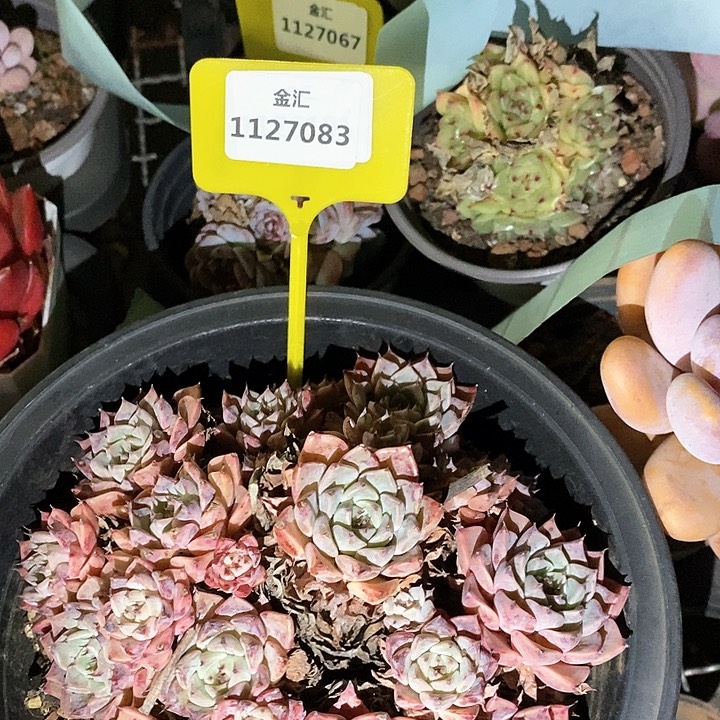 欧***鸭不包整。1127083