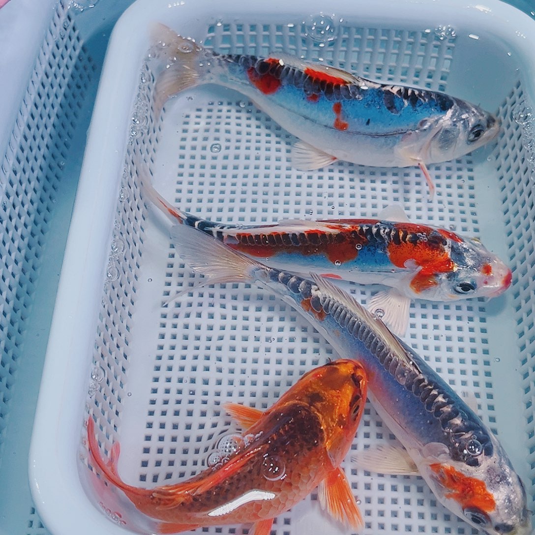 锦鲤锦鲤冷水鱼观赏127