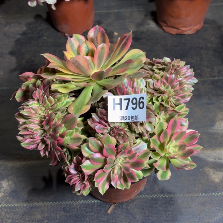 瑞妈，。。。。。796洛神缀