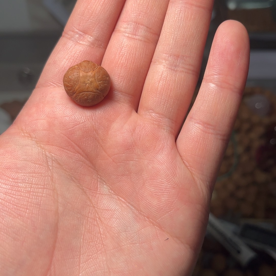 桃核吊坠二***n17.4mm麒麟眼，开孔不退，偏远不包