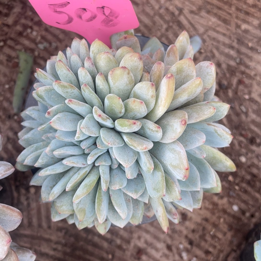 菀***茹星影缀化多头508号