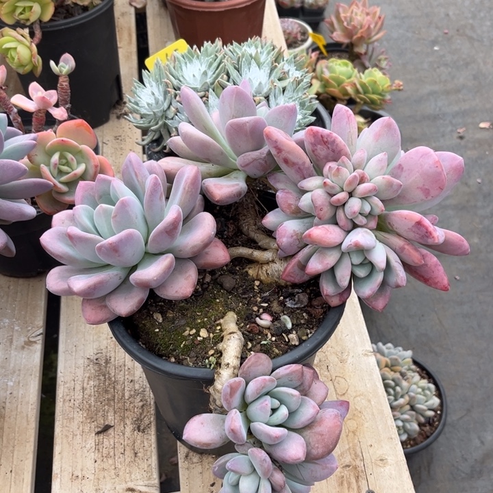 奥普多肉植物8 2 6