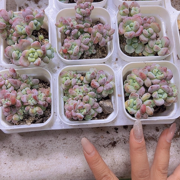 罗琦19包邮多肉植物