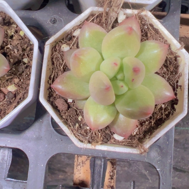 吉娃娃锦精品多肉植物