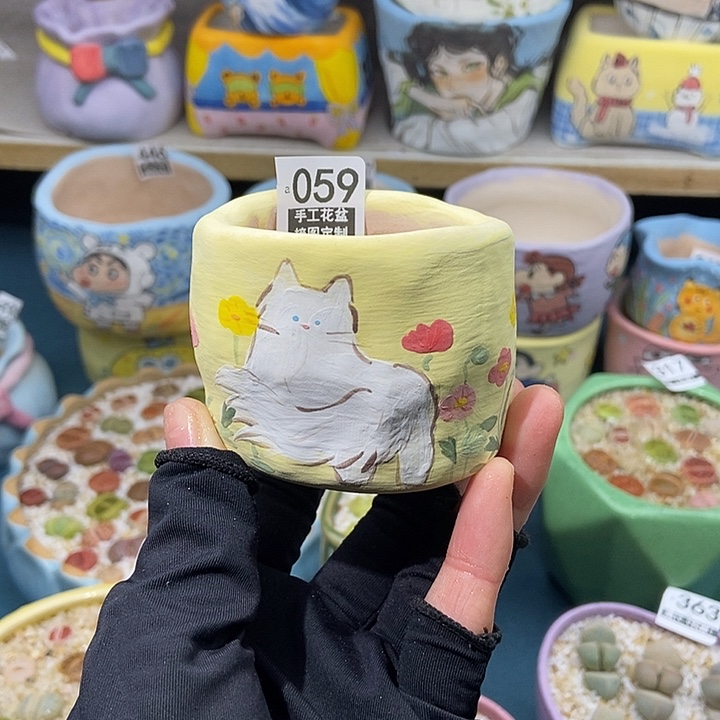 大舅生石花肉锥多肉069