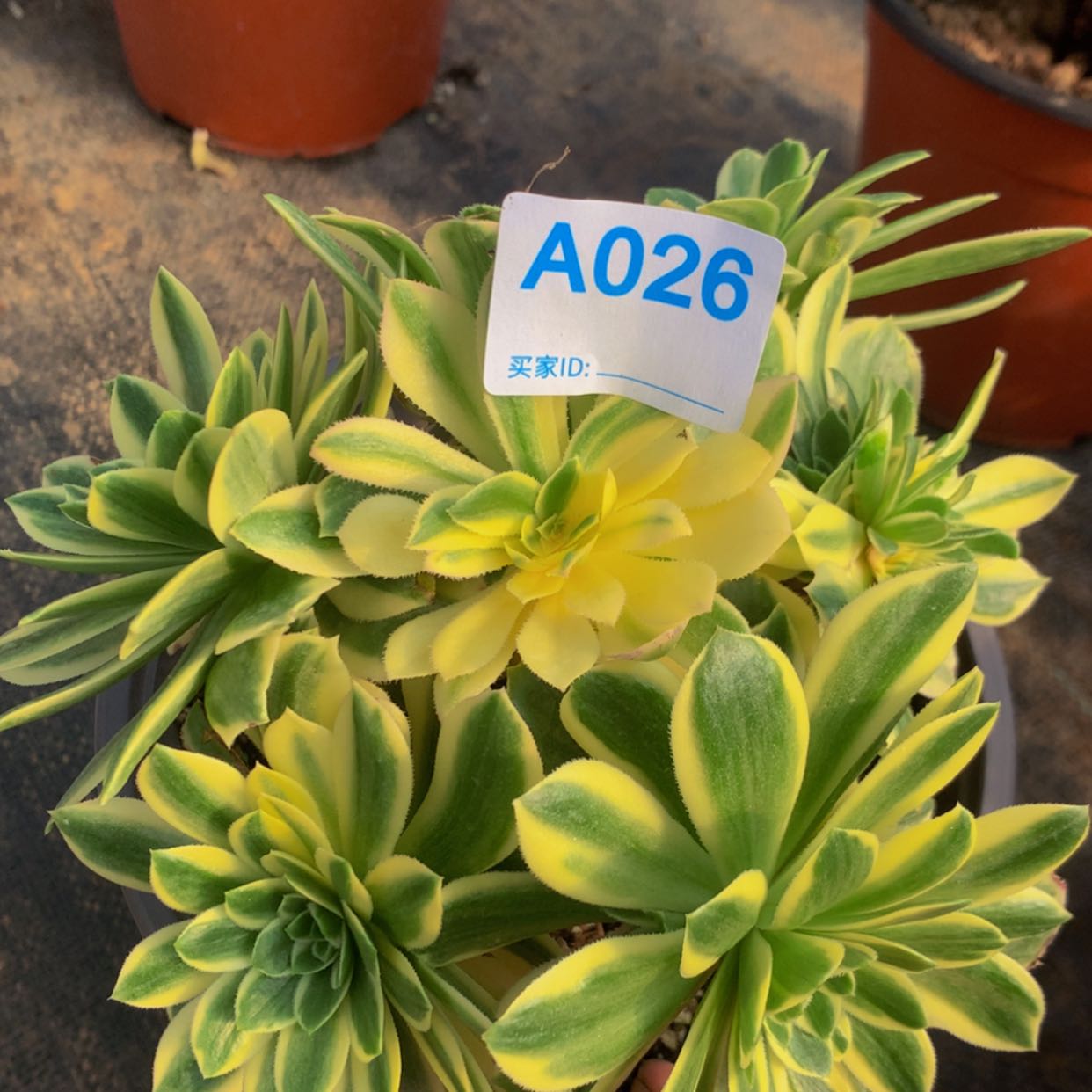 【闪购商品】026颜宁多肉