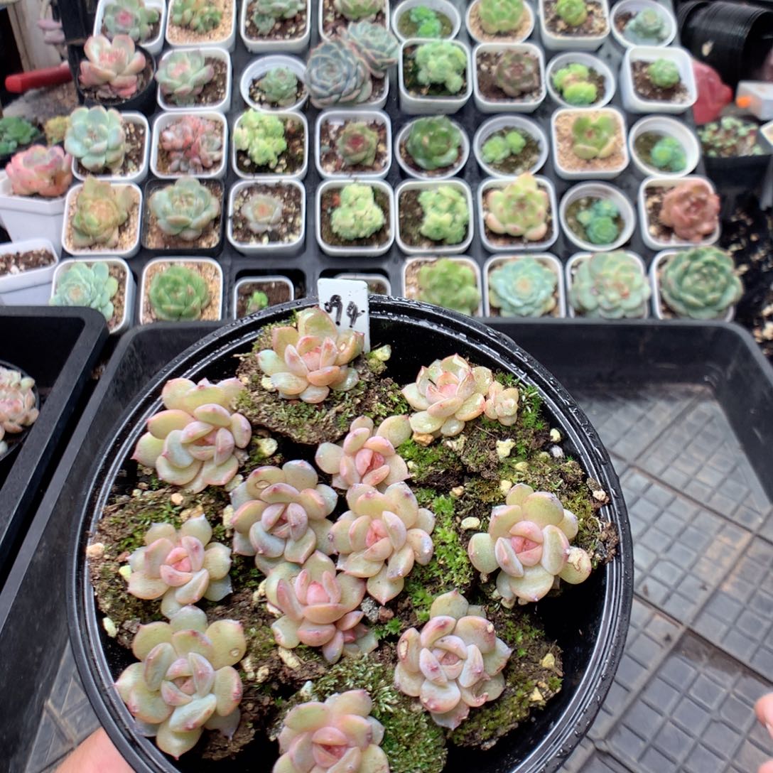 无花朵T80英语英语