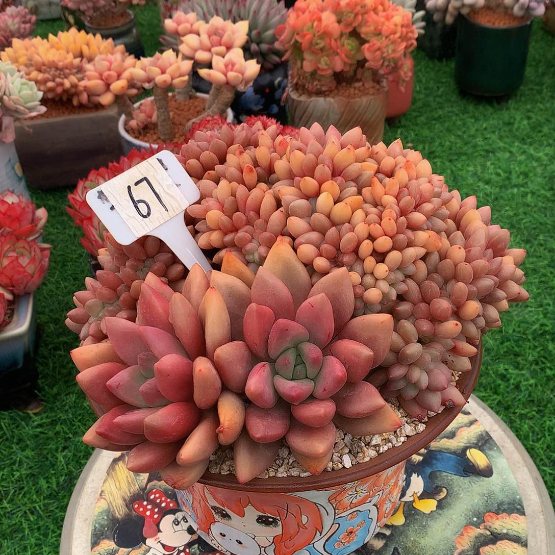 周*一起多肉植物物流带6262