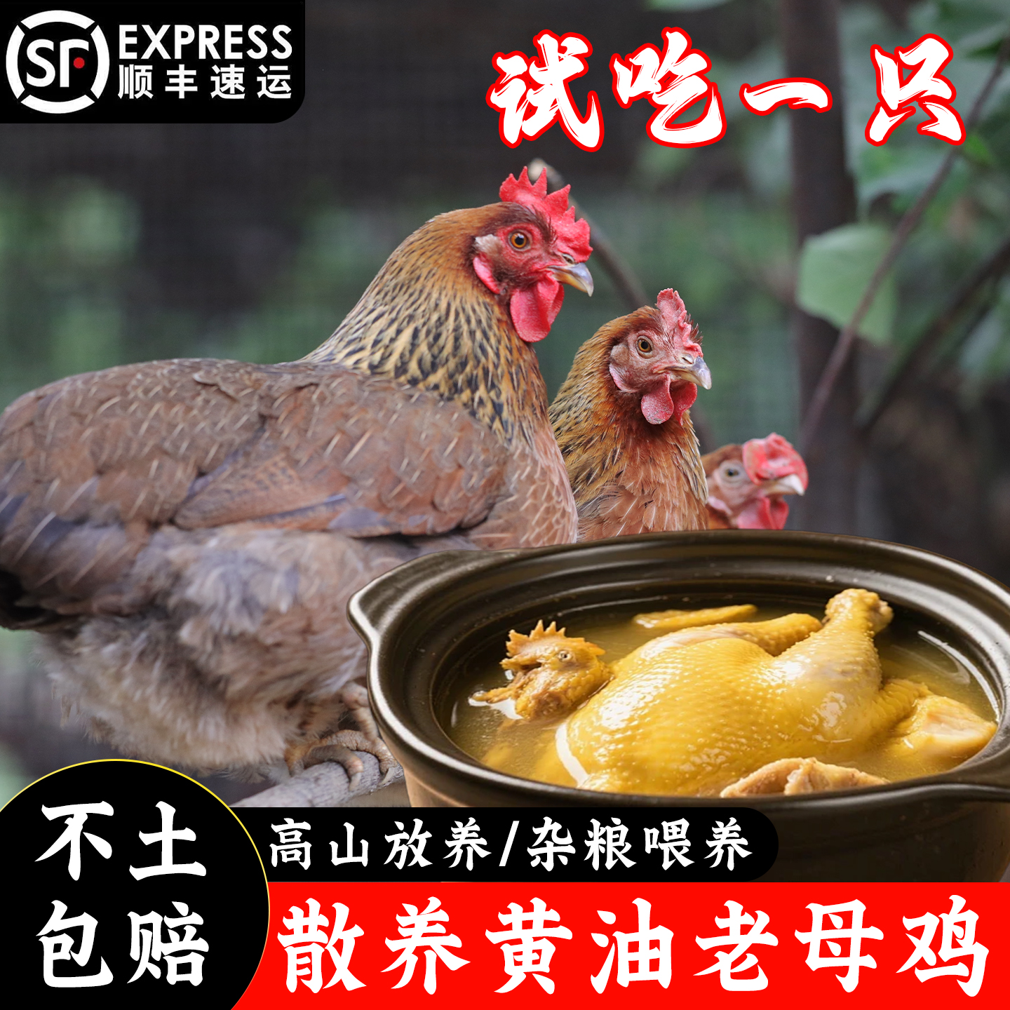 【买一送一】养足500天以上清远黄油老母鸡单只毛重4斤杀好约2.8斤