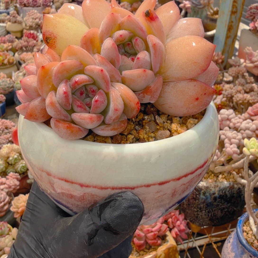 橙子sp 一图一物拍不退不换满68包顺丰