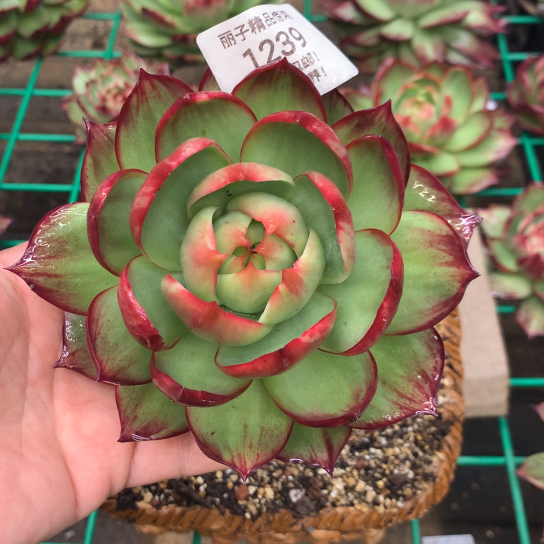1239惊鸿。多肉植物。尺寸13