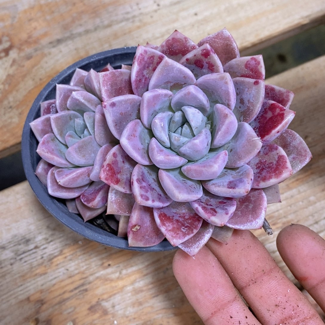 一物一拍多肉植物满38包邮多肉